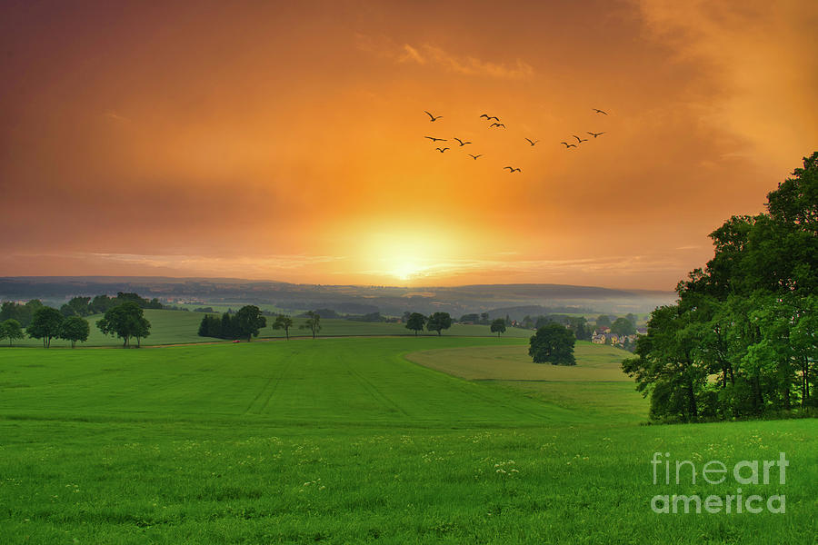 Birds Flying Over A Green Field At Sunset Photograph