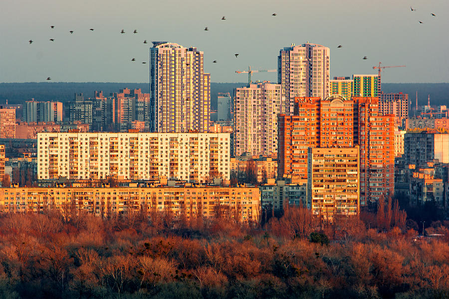 Birds flying over City skyline at night, Kiev, Ukraine Photograph by SilvanBachmann