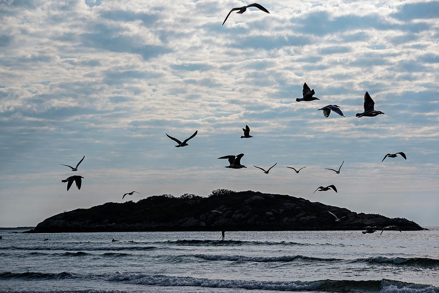 Birds  Flying Past Salt Island Good Harbor Beach Gloucester Massachusetts Photograph by Toby McGuire