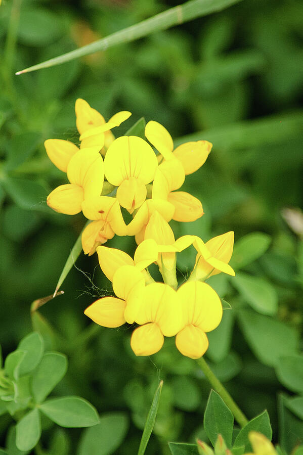 Birds-foot Trefoil Photograph by Thierry Lach Birds-foot Trefoil Photograph by Thierry Lach