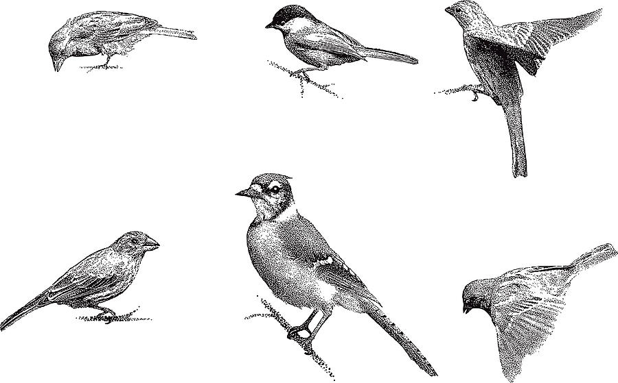 Birds Drawing by GeorgePeters