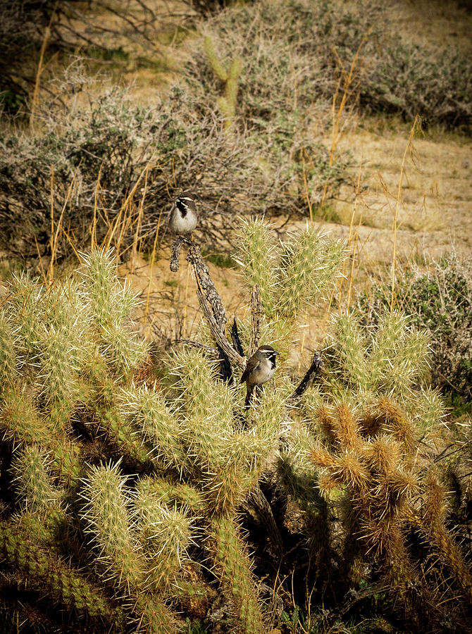 Birds in a Bush Photograph by Jean Noren
