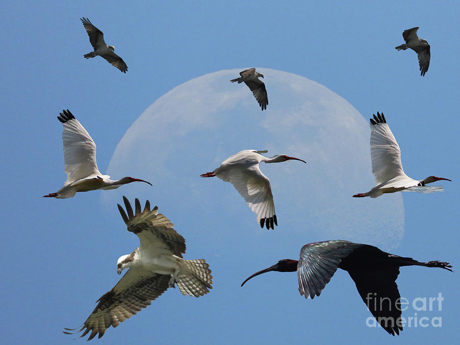Birds in a Half Moon Photograph by Steven Spak