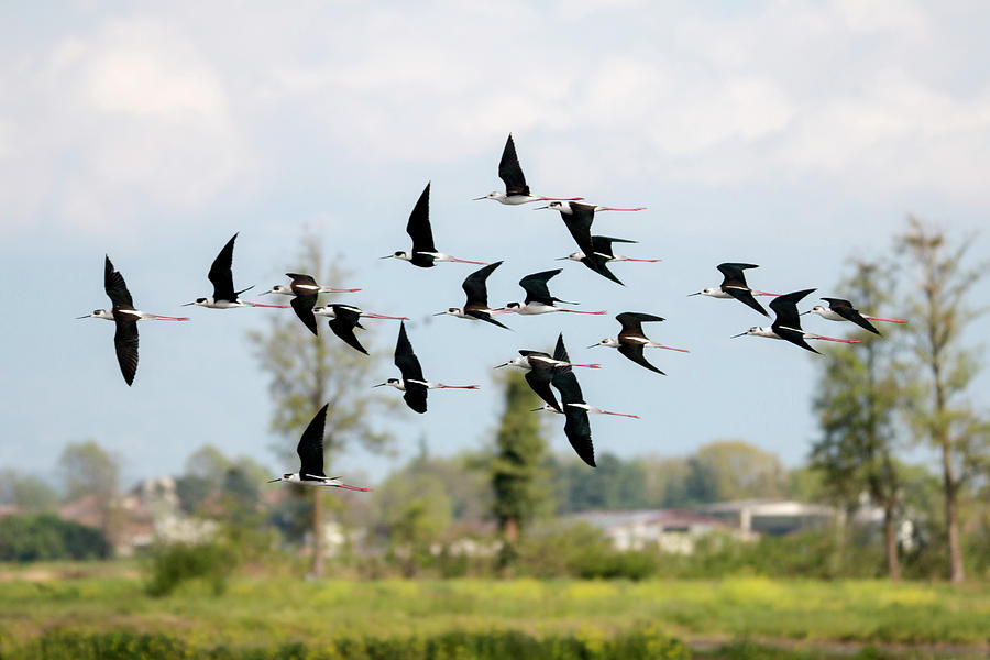 Birds in flock by Pietro Ebner Birds in flock by Pietro Ebner