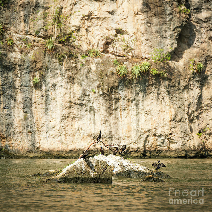 Birds In River Of Sumidero Canyon Mexico Photograph by THP Creative