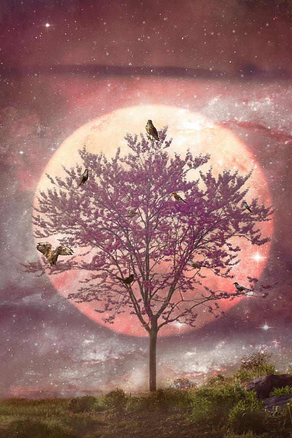 Birds in the Dogwood Tree Under the Soft Moon Photograph by Debra and Dave Vanderlaan
