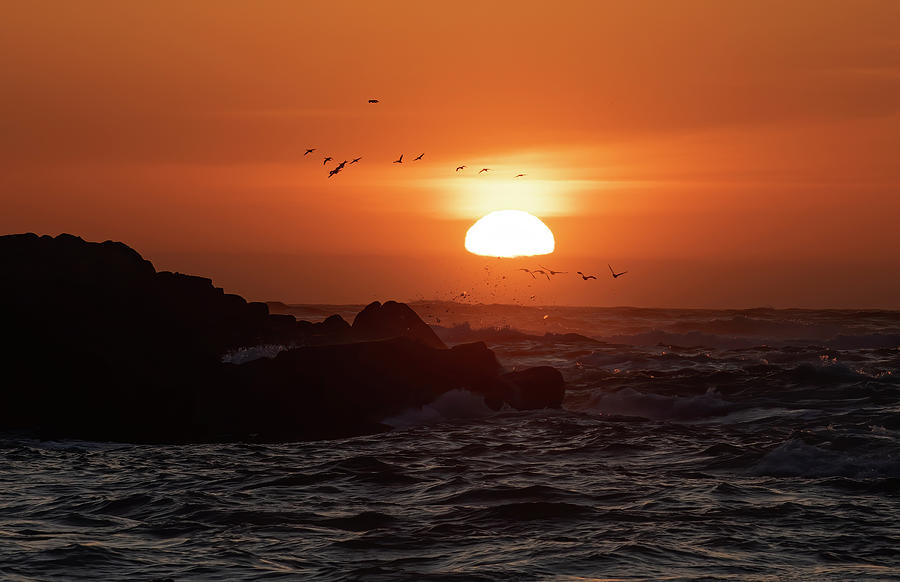 Birds in the Sunset Photograph by Lisa Malecki