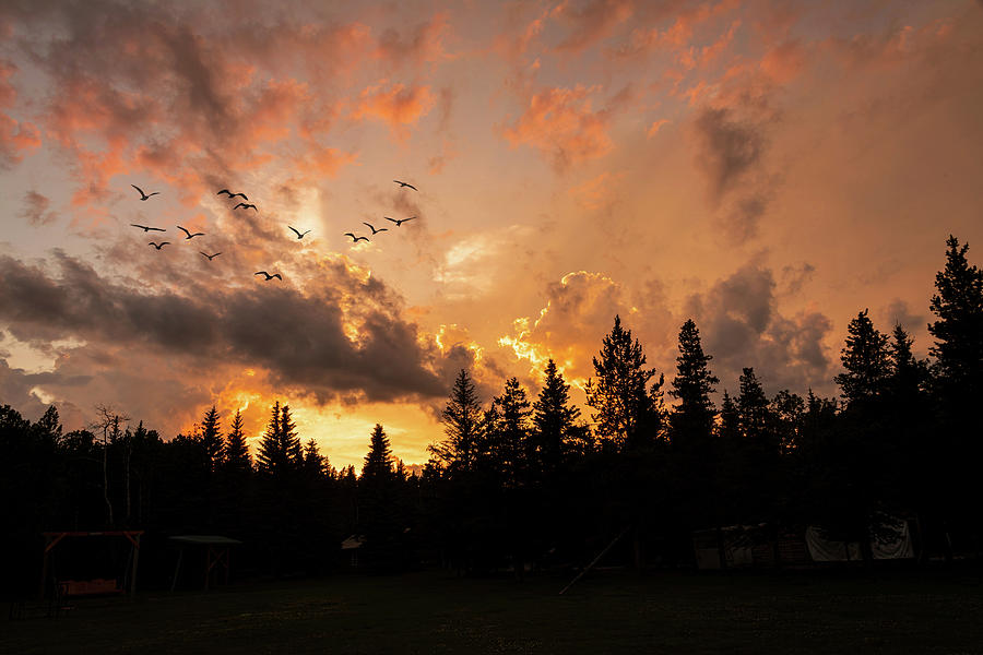 Sunset Photograph - Birds in the Sunset by Phil And Karen Rispin