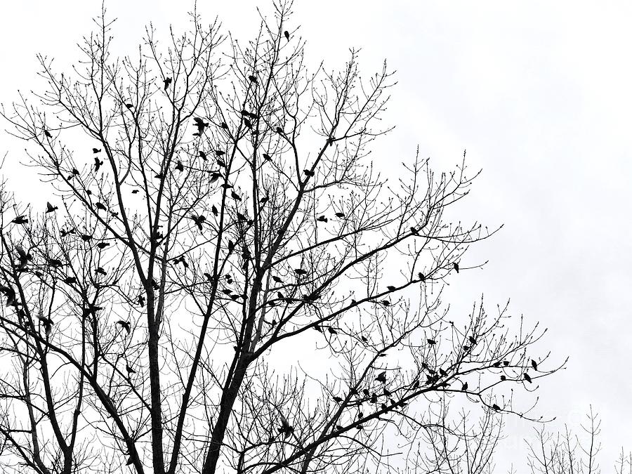 Birds in Winter Photograph by Stefania Caracciolo