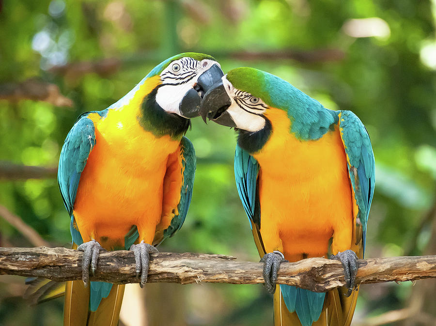 Birds kissing in a tree Photograph by Yani Bautista - Fine Art America