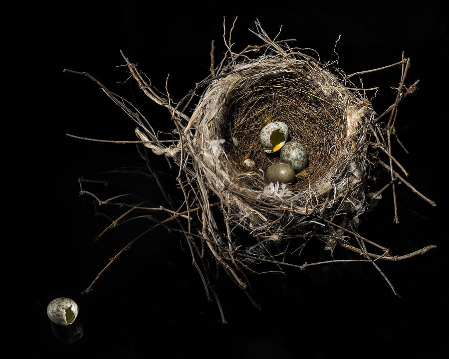 Birds Nest Photograph by Ian Gwinn