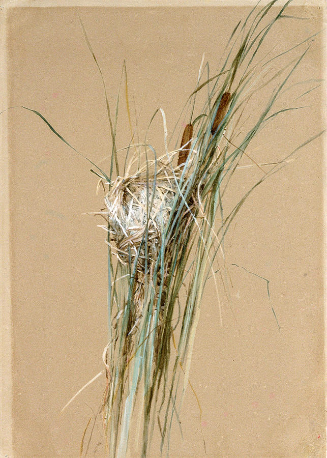 Birds Nest in Cattails Drawing by Fidelia Bridges