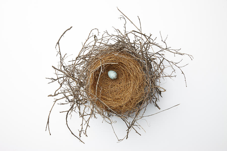 Birds nest Photograph by Lew Robertson