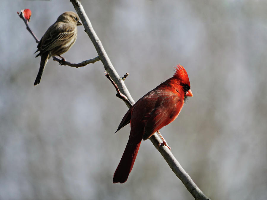 Birds of a different feather by Jordan Paw Birds of a different feather by Jordan Paw