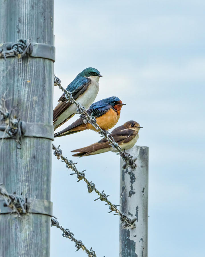 Birds of a Feather Photograph by Brad Bellisle