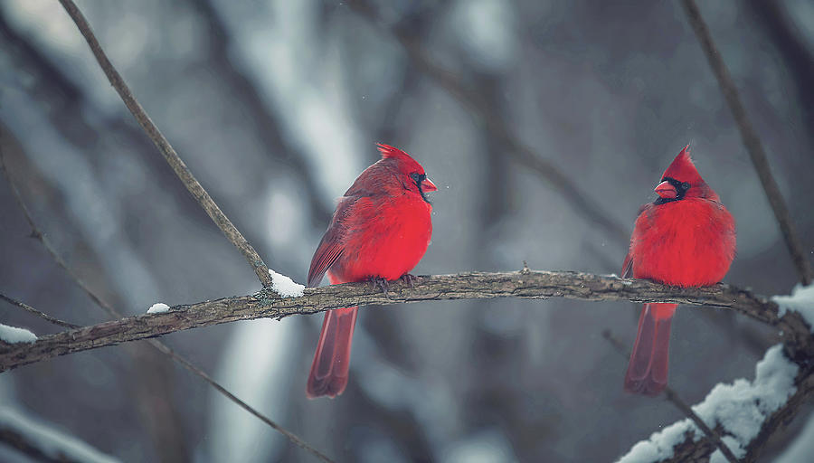 Birds Of A Feather Photograph by Carrie Ann Grippo-Pike