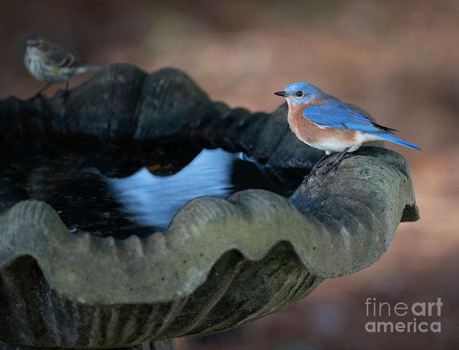 Birds Of A Feather - Eastern Blue Bird - Bird Bath Photograph