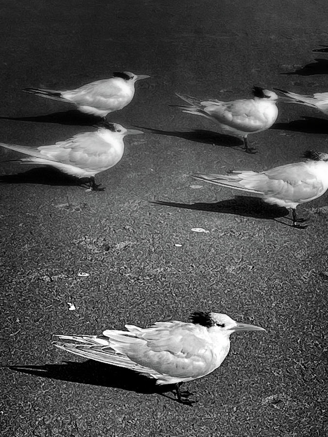 Birds of a Feather Photograph by George Taylor