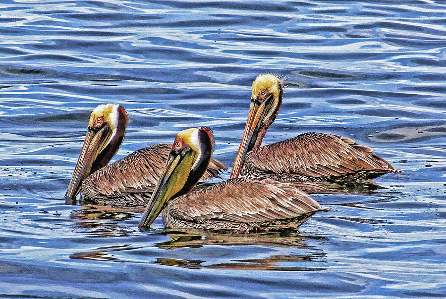 Birds Of A Feather Photograph by HH Photography of Florida