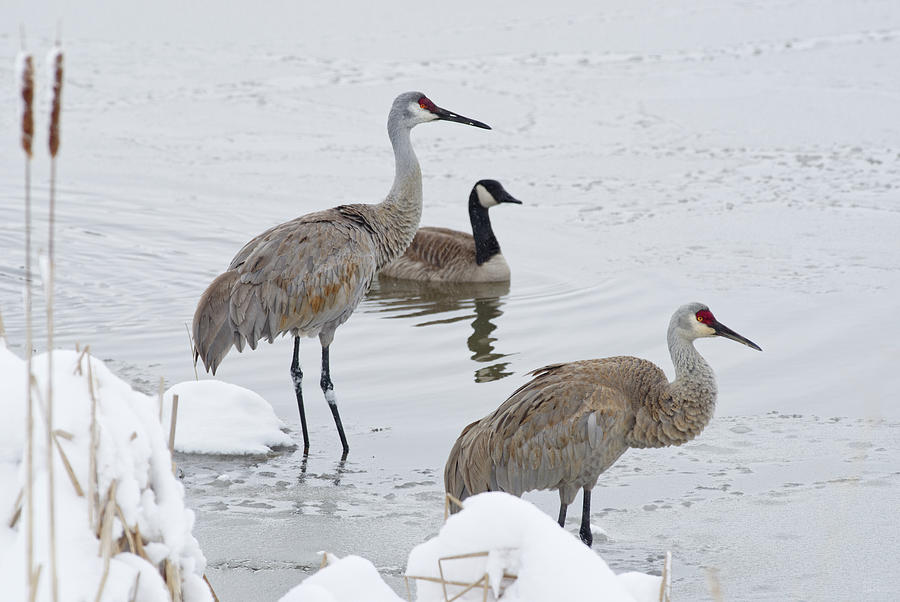 Birds of a Feather? - pair of sandhill cranes and a goose in snowy Wisconsin spring pond Photograph by Peter Herman