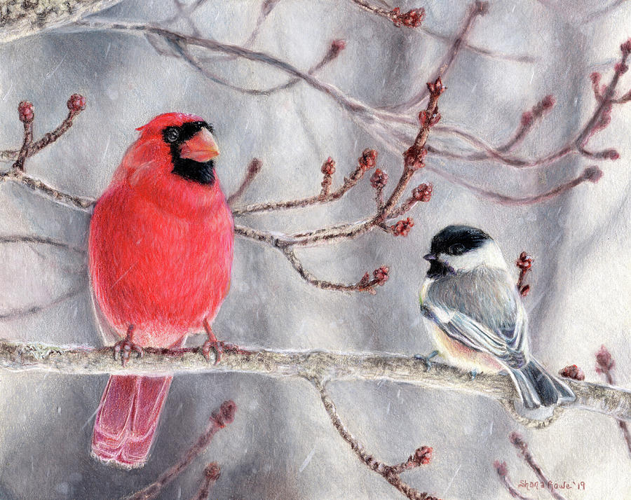 Cardinal Drawing - Birds of a Feather by Shana Rowe Jackson