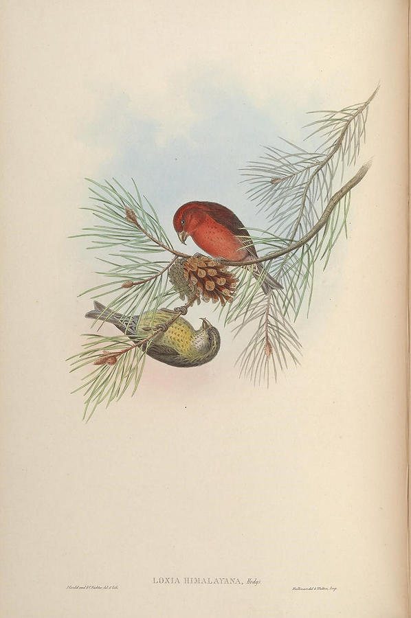 Birds of Asia 1850 1883 by John Gould 001 Painting by Artistic Rifki Birds of Asia 1850 1883 by John Gould 001 Painting by Artistic Rifki