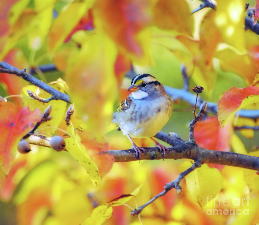Birds Of Autumn - White-throated Sparrow Photograph