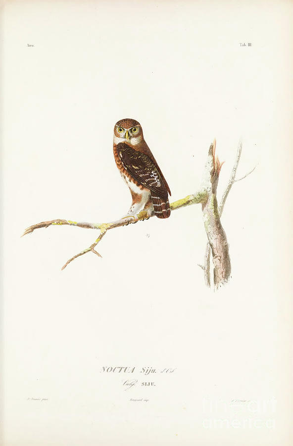 Birds of Cube Noctua siji 1838 t1 Photograph by Historic illustrations
