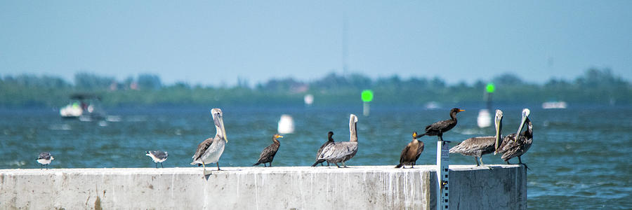 Birds of Fort Myers Photograph by Mary Ann Artz