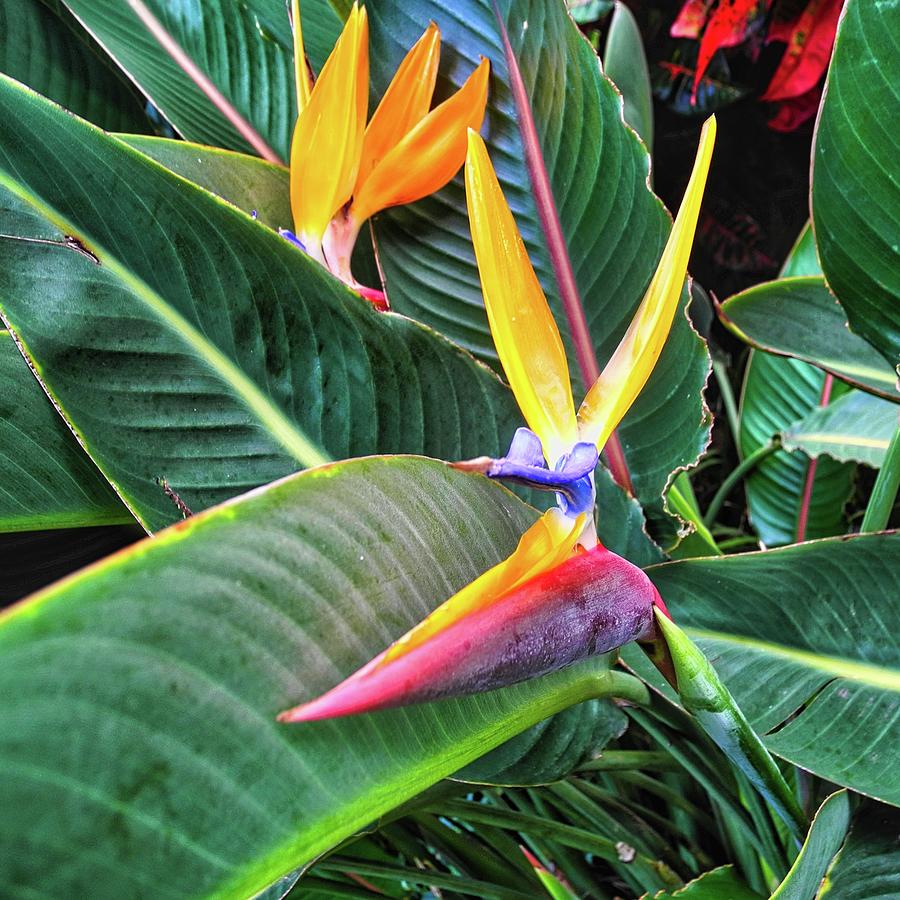 Birds of Paradise with Leaves Photograph by Kirsten Giving
