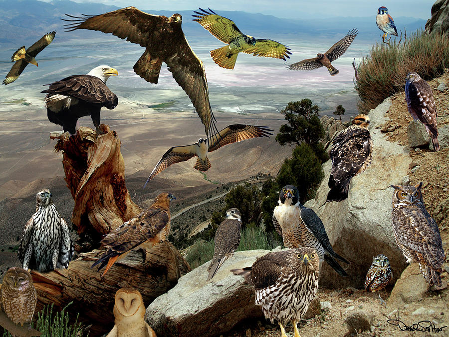 Nature Photograph - Birds of Prey Collage by David Salter