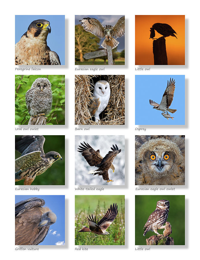Birds of Prey Collection Photograph by Arterra Picture Library