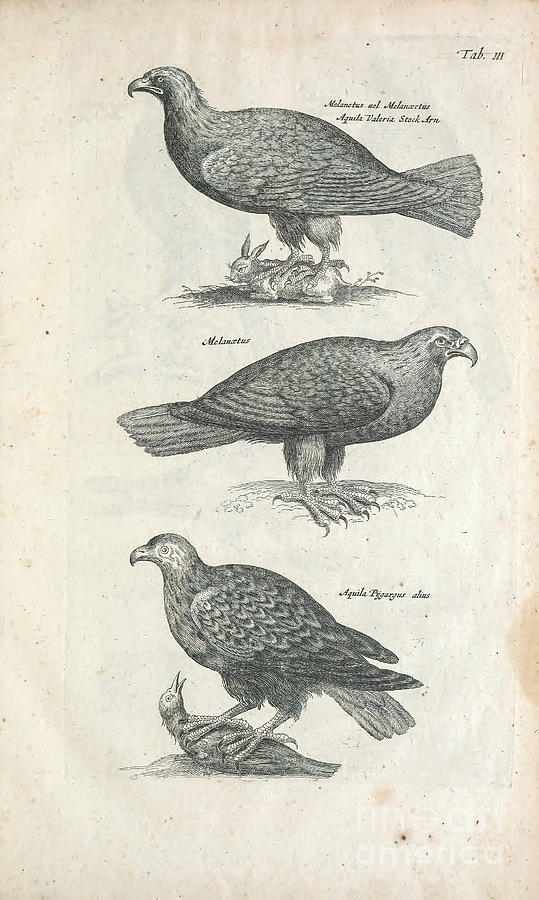 Birds of prey John Jonston 1603-1675 q2 Drawing by Historic illustrations
