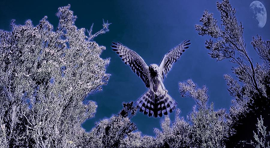 Birds of prey, Rapacious  Photograph by Jean Francois Gil