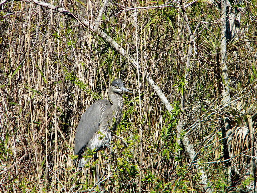 Birds of the Everglades Photograph by Ken Bradford - Fine Art America