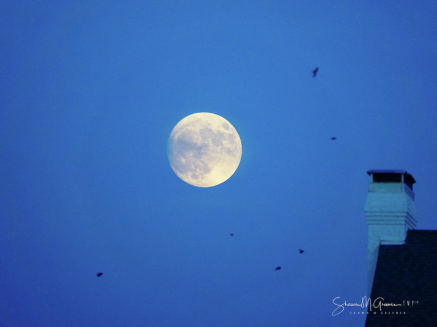 Birds of the Moon Photograph by Shawn M Greener