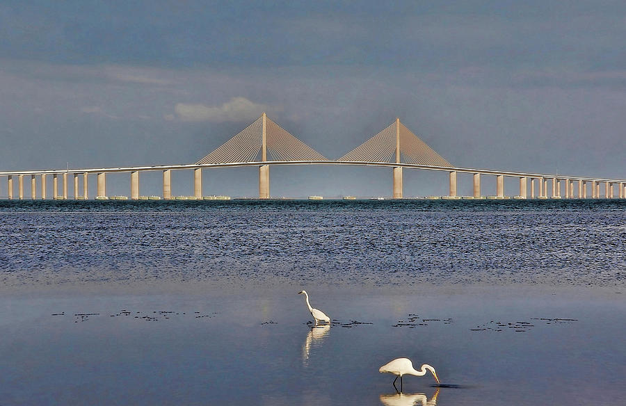 Birds Of The Skyway Photograph by HH Photography of Florida