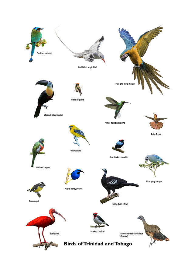Birds of Trinidad and Tobago Photograph by Rachel Lee Young