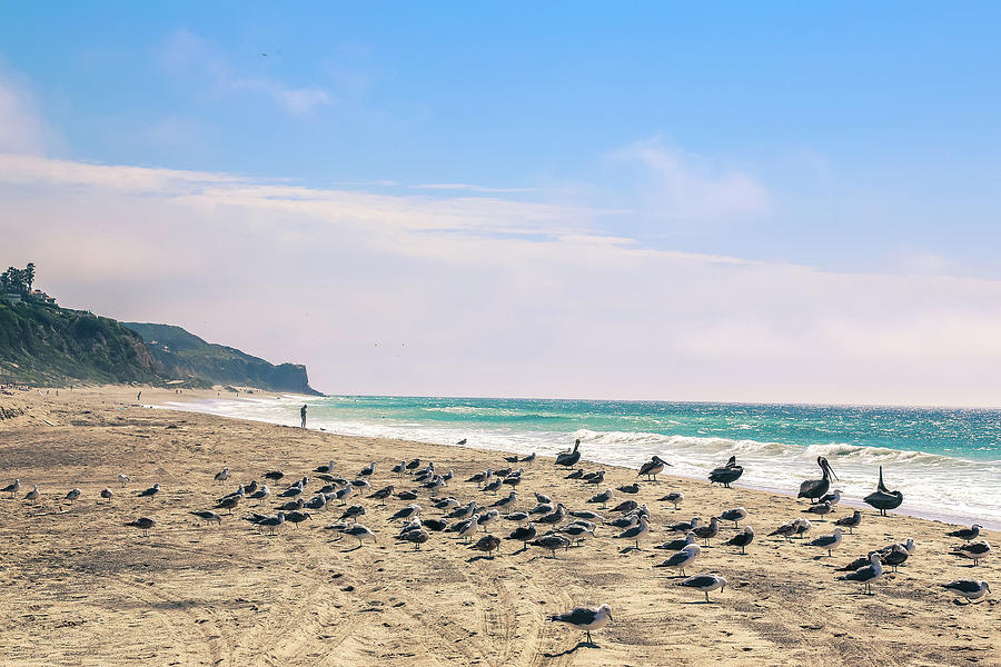 Birds on a beach Photograph by Alberto Zanoni