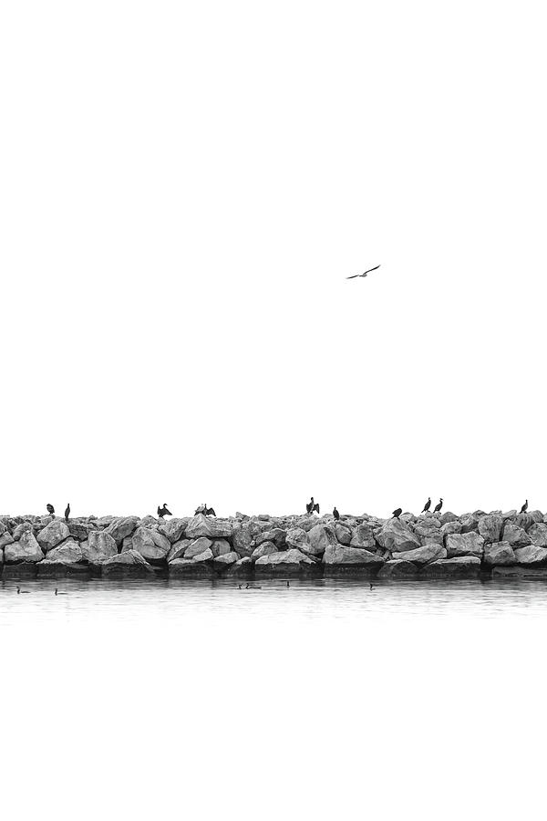 Birds on a Breakwater in Black and White Photograph by Alexios Ntounas
