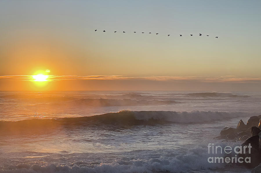 Birds on a Foggy Sunrise Photograph by Beverly Tabet