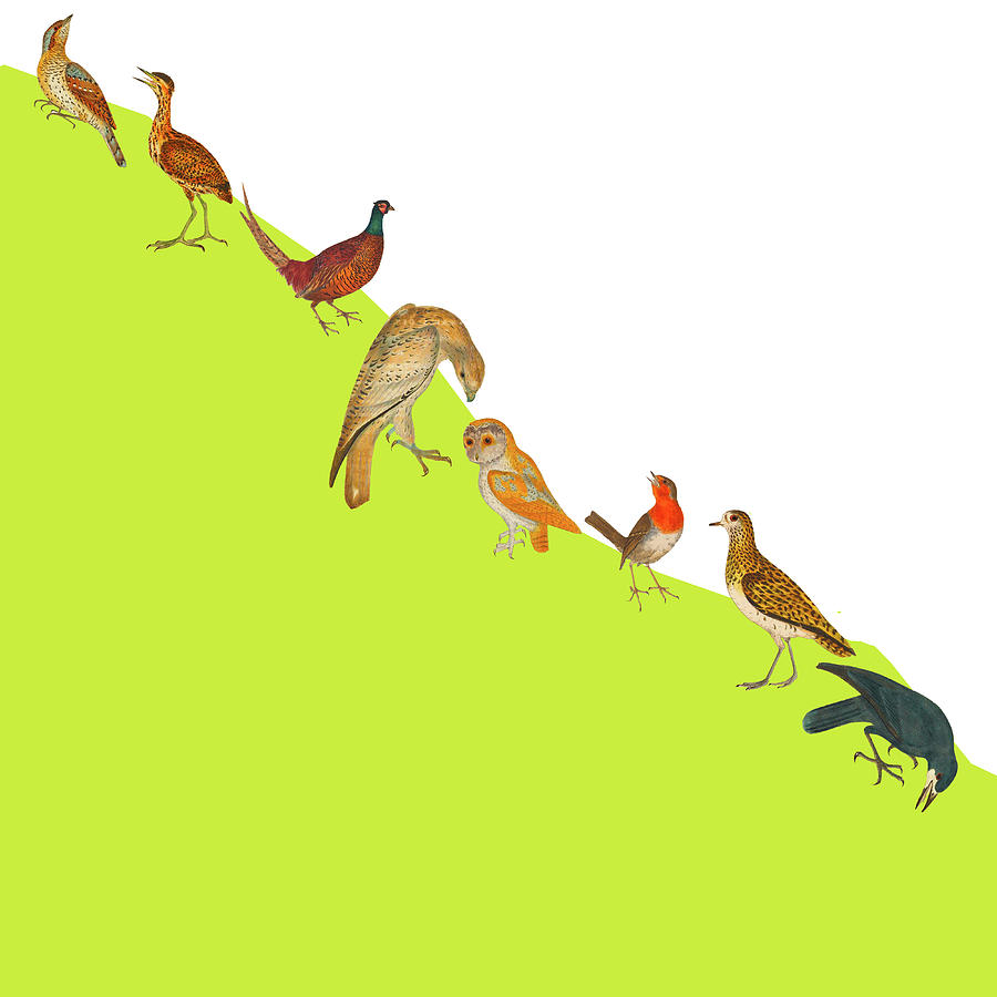Birds on a Hillside Digital Art by Lorena Cassady