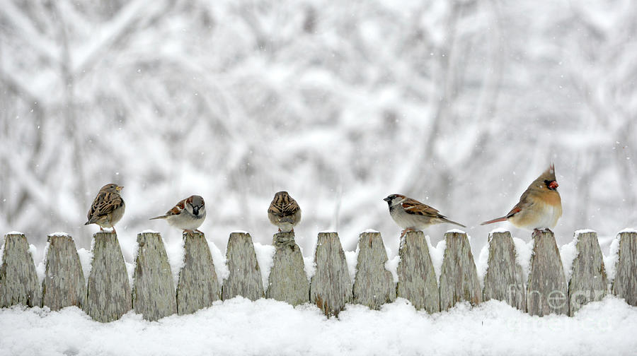 Birds on a Snowy Fence Photograph by Dianne Morgado
