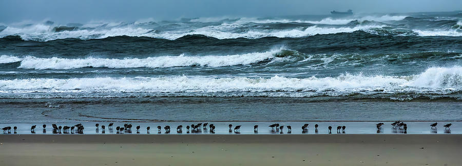 Birds on a Stormy Beach panorama 606 Photograph by Dan Carmichael