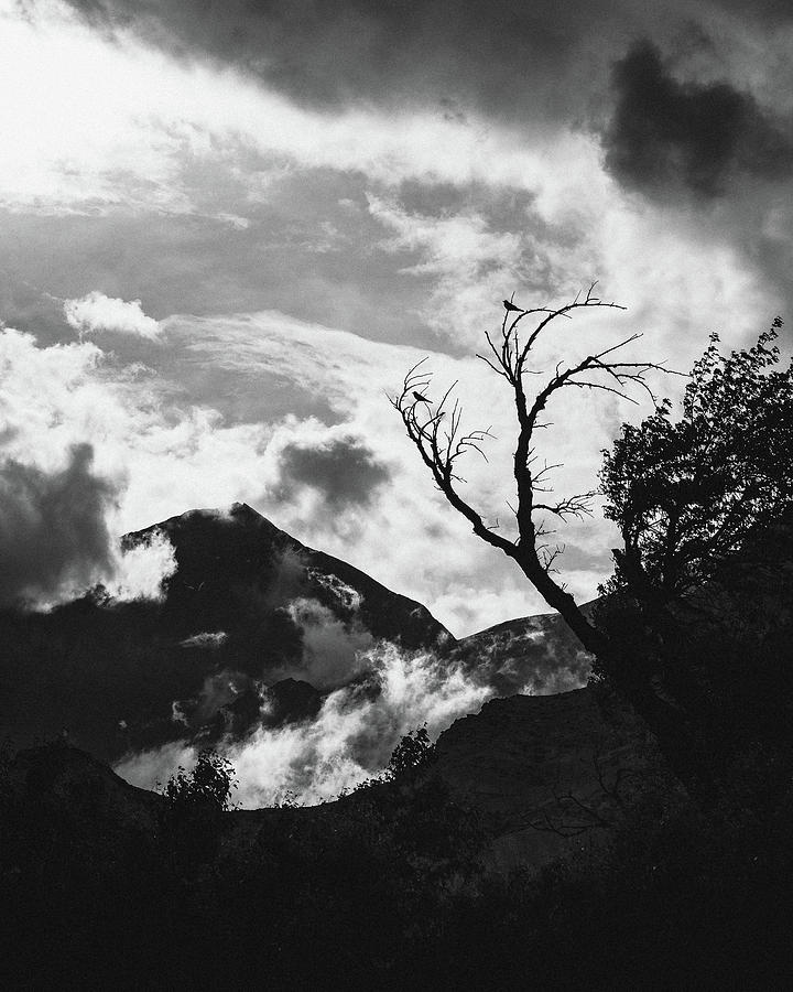 Black And White Photograph - Birds On A Tree In Mustang Nepal by Julius Thomas Black And White Photograph - Birds On A Tree In Mustang Nepal by Julius Thomas