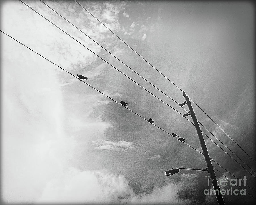 Birds on a Way - BW Photograph by Chris Andruskiewicz