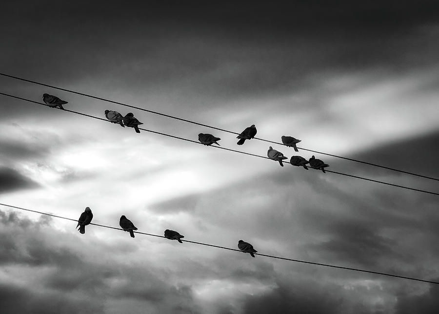 Birds On A Wire Photograph by Bob Orsillo