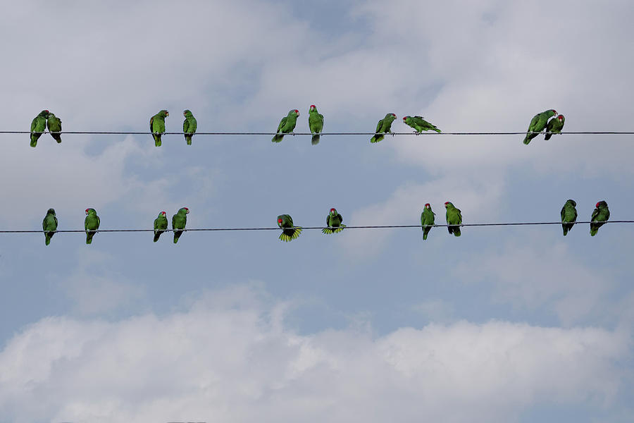 Birds on a Wire Photograph by Jaki Miller