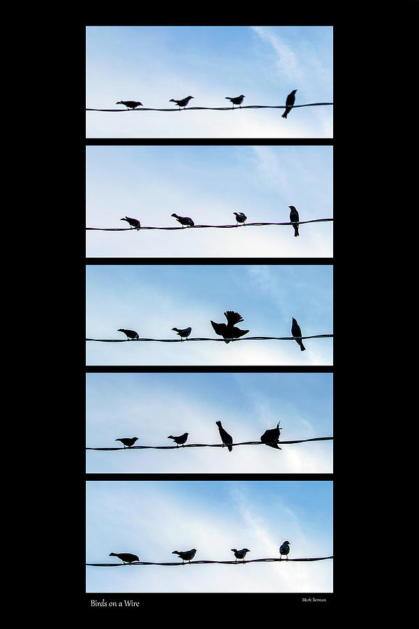 Birds on a Wire Photograph by Mark Berman