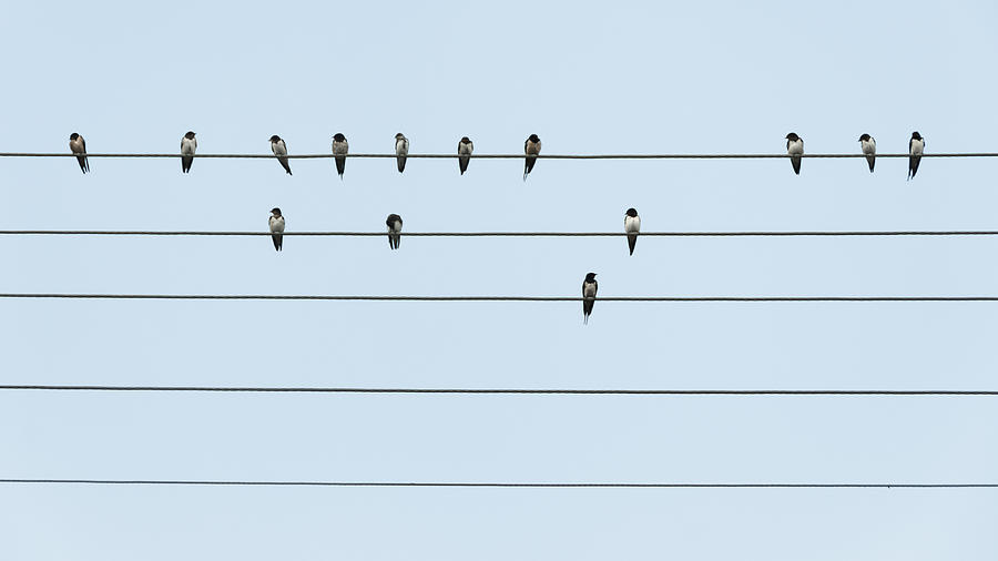 Birds on parallel wires Photograph by Jean-Philippe Tournut